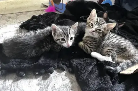 Momma Honey'S Litter: Cinnamon photo 4