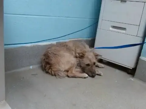 Puppy
