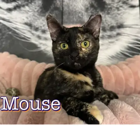 Mouse