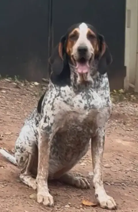 Henrietta Hound photo 4