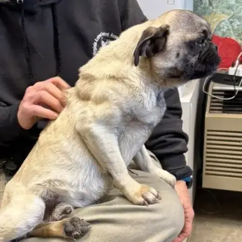 Pugsley:  Not At Shelter photo 3