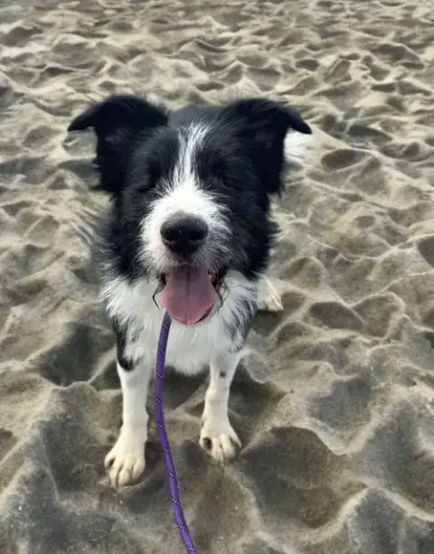 Oliver photo 3