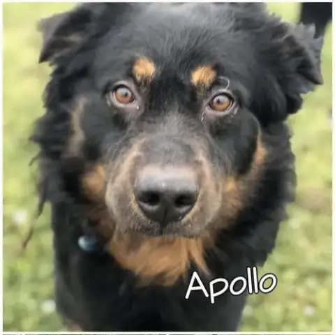 Apollo photo 2