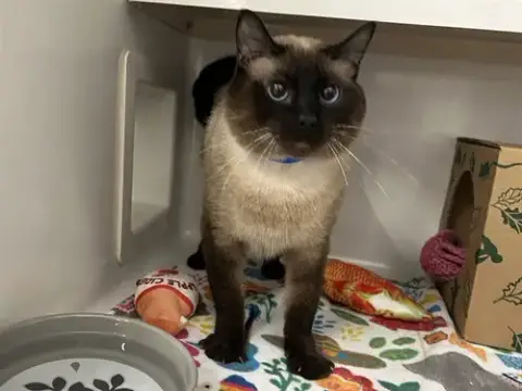 Gabriel