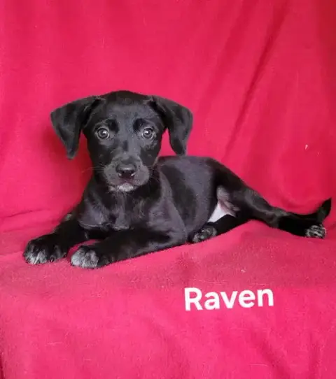Raven