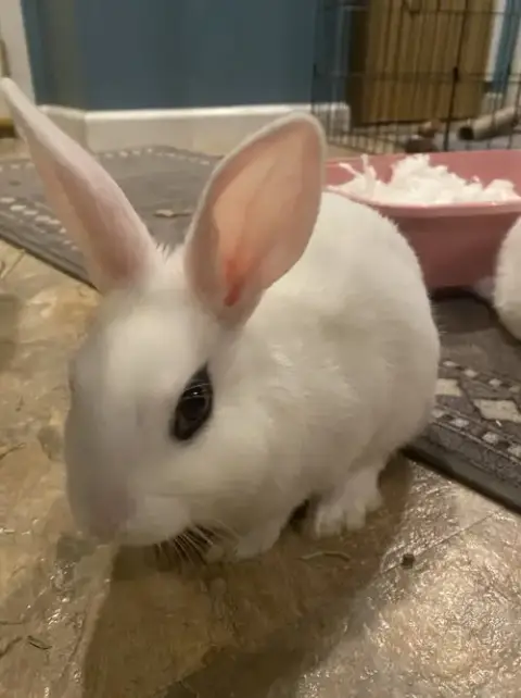 Luna'S Comet Rabbit Kit photo 2