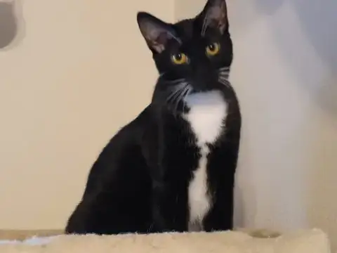 Tulip