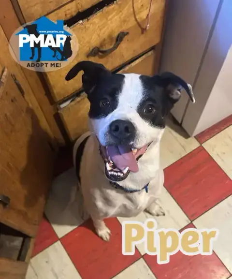 Piper