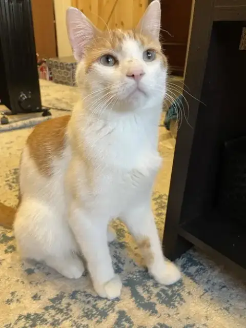 Gus