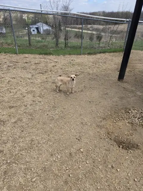 Blondie
