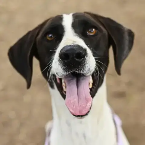 Darla