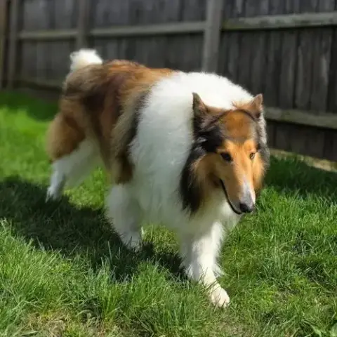 Carver-Adoption Pending