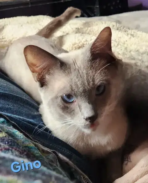 Gino