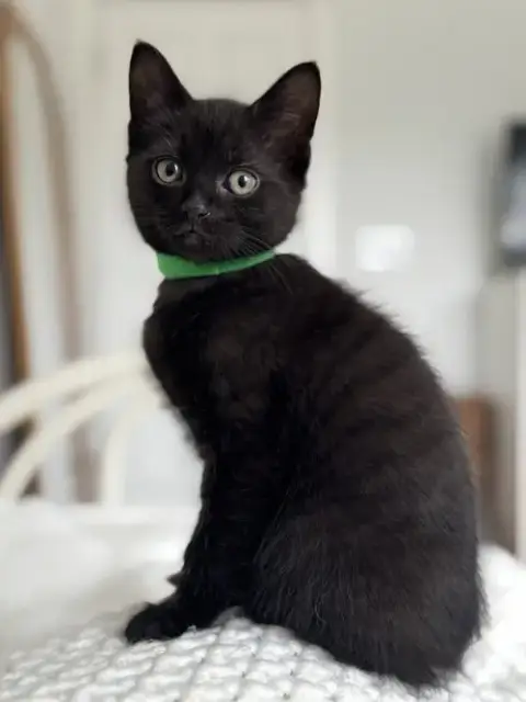 Clove
