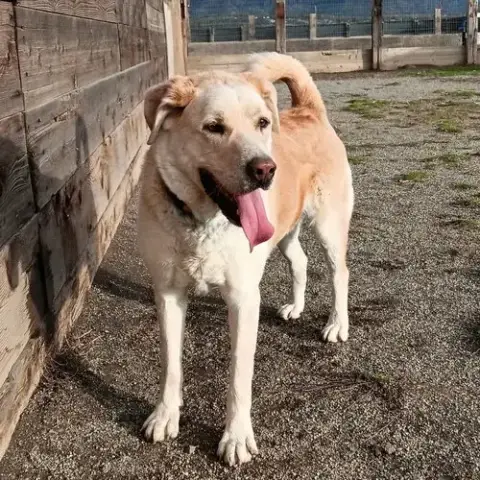 Tramp