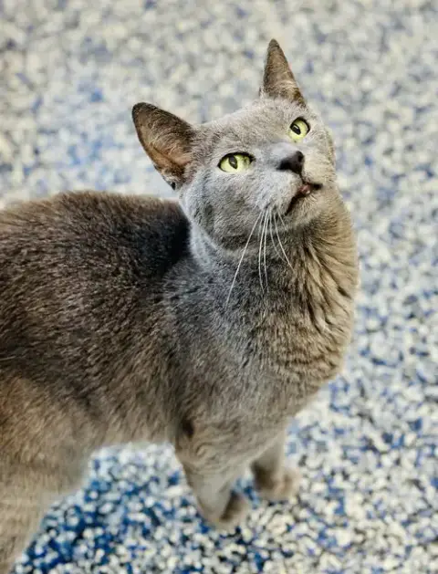 Gandalf