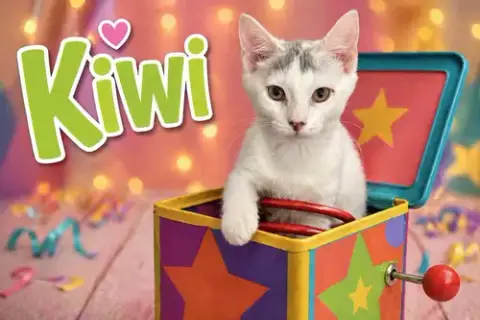 Kiwi