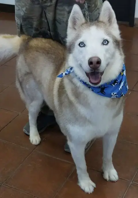 Roscoe