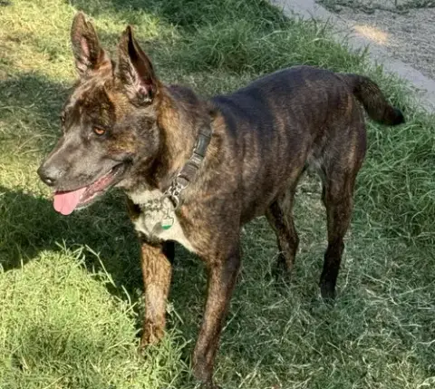 Buddy photo 4