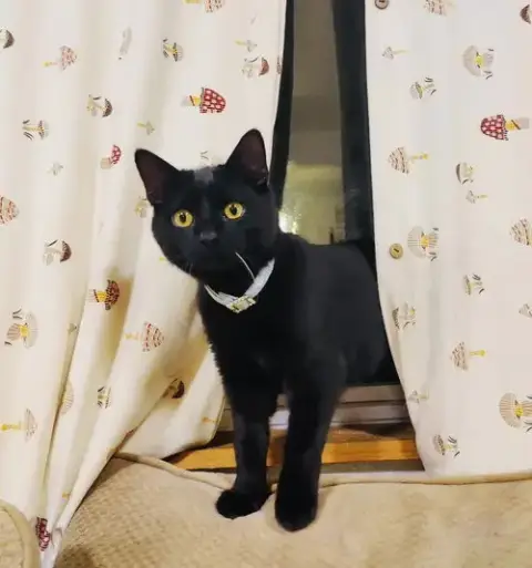 Cleo