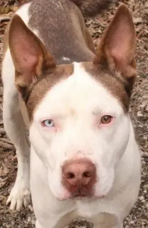 Cochise