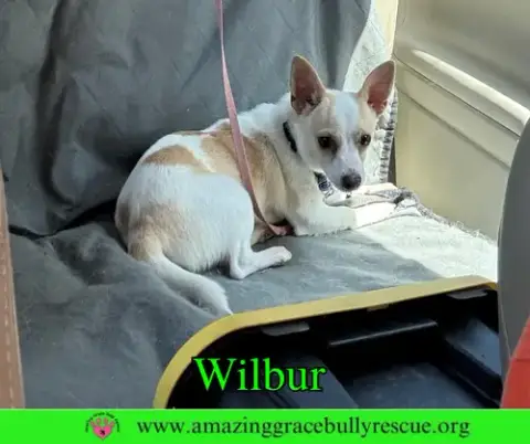 Wilbur photo 2