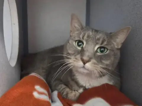 Robertin photo 3