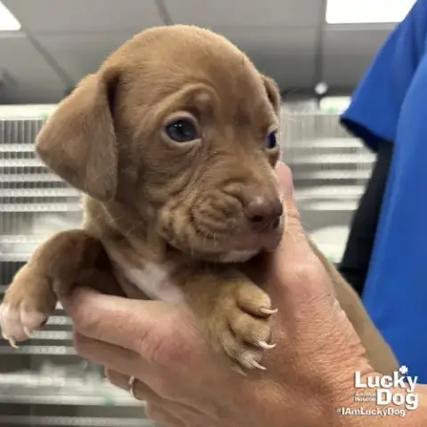 Cocoa