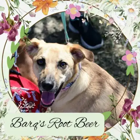 Barq'S Root Beer