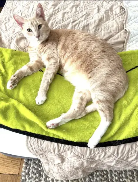 Mango photo 3