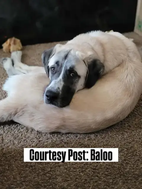 Os Baloo