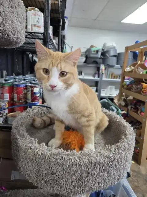 Hashbrown