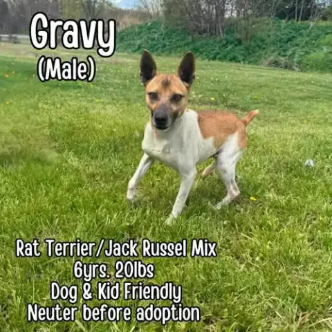 Gravy photo 2