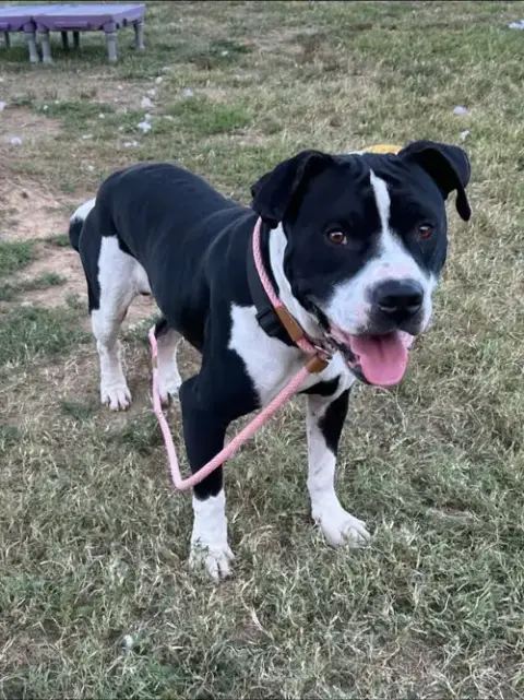 Gunner "Sampson" photo 2