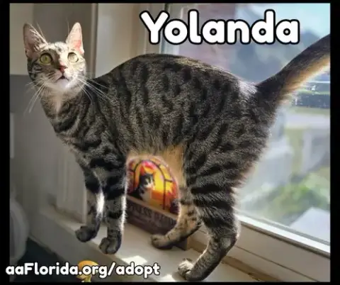 Yolanda