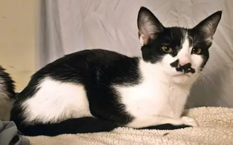 Kitten Garlic Bread photo 3