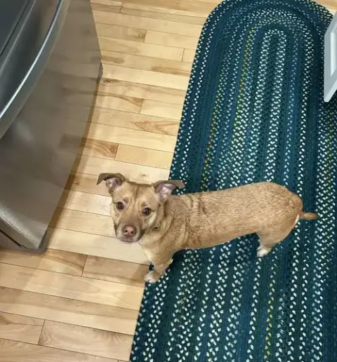 Minnie
