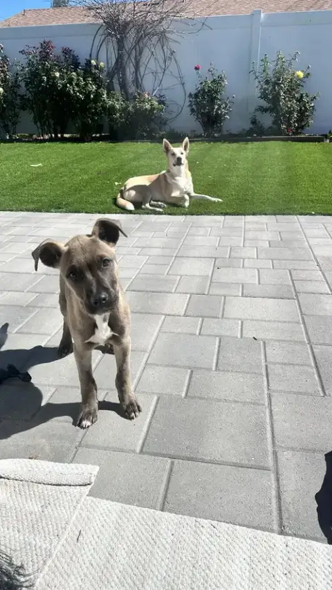 Nala