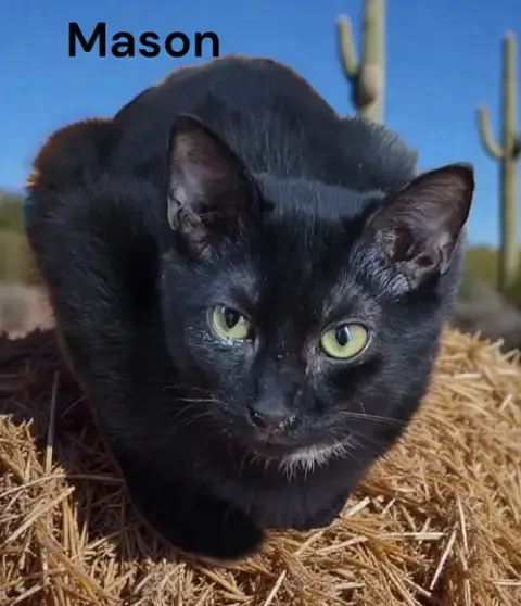 Mason photo 3