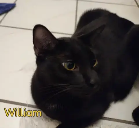 William photo 2