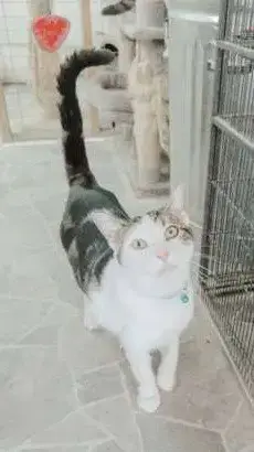 Dax