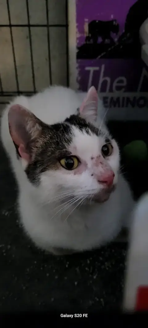 Mitzy