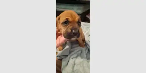 Penleigh Puppy photo 2
