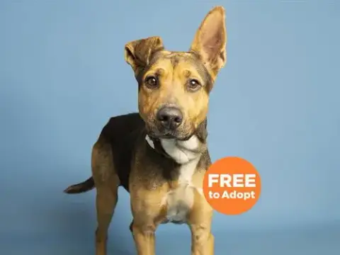 Pip