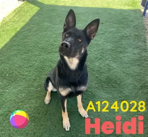 Heidi