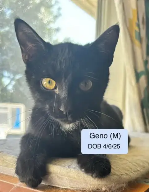 Geno photo 3