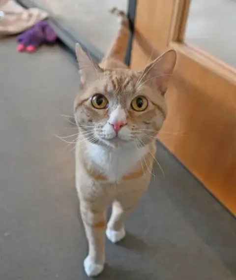 Simba
