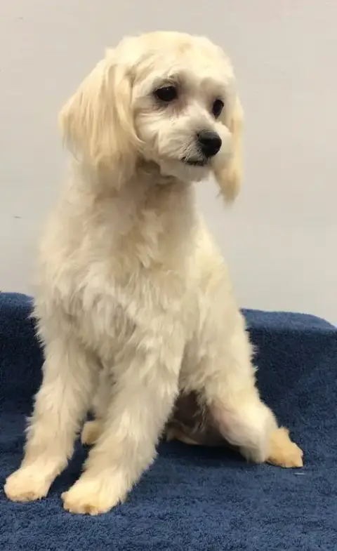 Amelia