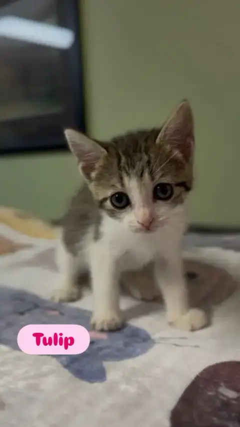 Tulip