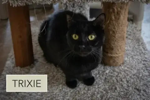 Trixie photo 4